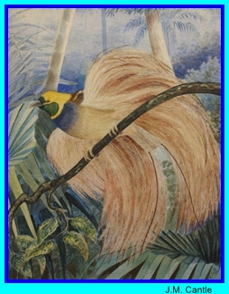 JM Cantle Bird of Paradise
