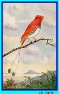 JM Cantle King Bird Of Paradise 2