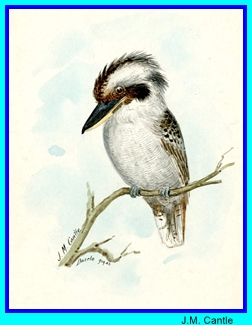 JM Cantle Kookaburra 2