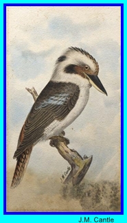 JM Cantle Kookaburra