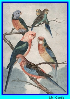 JM Cantle Lorikeets
