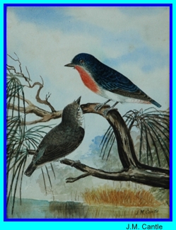 JM Cantle Male Robin and Hen
