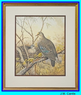 JM Cantle Nesting Bronzewing Pidgeons