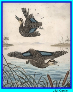 JM Cantle Two Ducks In Flight One Shot