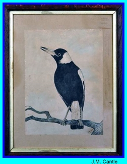 JM Cantle magpie