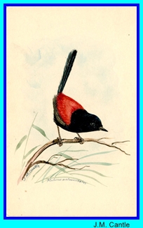 JM Cantle red backed fairy wren