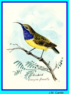 JM Cantle sunbird